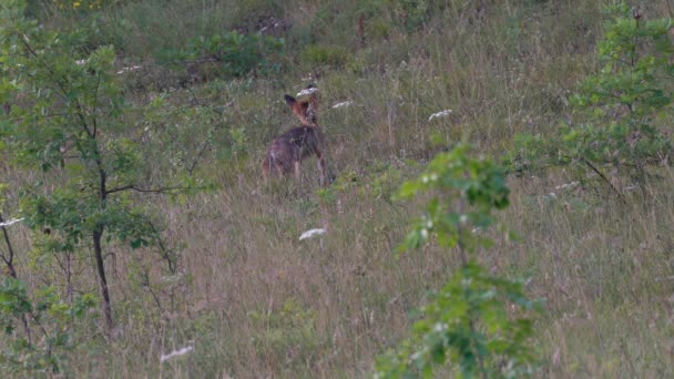 Červená Liška Přírodním Prostředí Vulpes Vulpes — Stock video