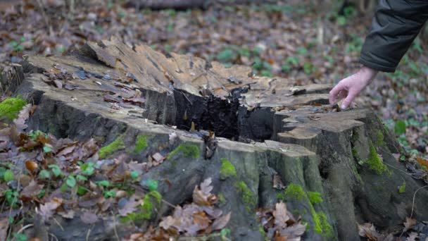 Stumpf Einer Alten Hainbuche — Stockvideo