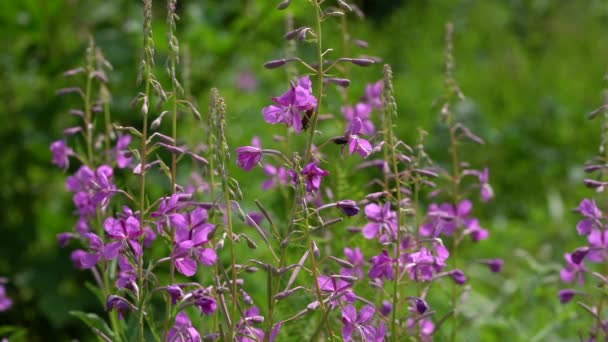 Вогонь Природному Середовищі Chamerion Angustifolium — стокове відео