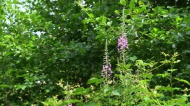 Doğal ortamda yosun (Chamerion angustifolium)