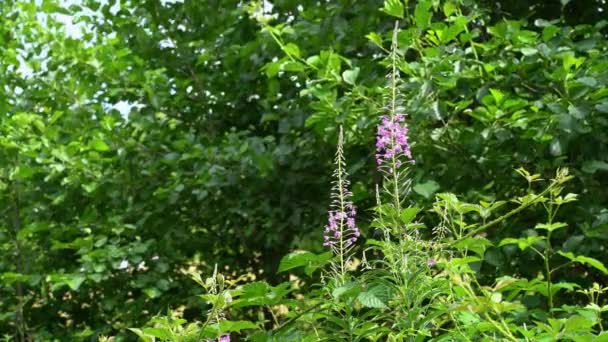 Fireweed Ambiente Natural Chamerion Angustifolium — Vídeo de Stock