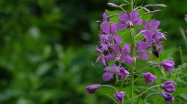 Doğal ortamda yosun (Chamerion angustifolium)