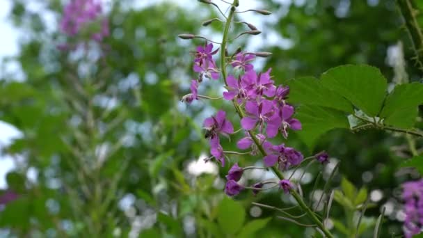 Chaluha Přírodním Prostředí Chamerion Angustifolium — Stock video