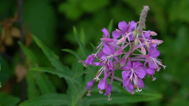 Brandgräs Naturlig Miljö Chamerion Angustifolium — Stockvideo