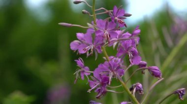 Doğal ortamda yosun (Chamerion angustifolium)
