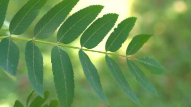 Hafif esintili yeşil Rowan yaprakları (Sorbus Aucuparia)