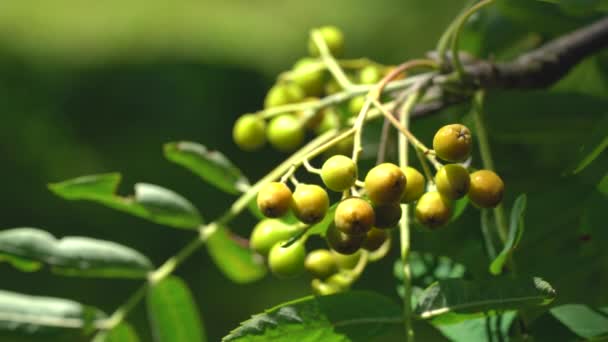 Mûrissement Des Fruits Rowan Dans Environnement Naturel Sorbus Aucuparia — Video