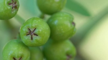 Doğal ortamda olgunlaşmamış Rowan meyveleri (Sorbus Aucuparia)