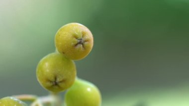 Doğal ortamda olgunlaşan Rowan meyveleri (Sorbus Aucuparia)