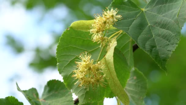 Small Leaved Lime Flowers Slight Breeze Tilia Cordata — Stock Video