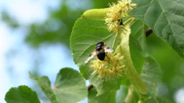 微風に小葉のライムの花 ティリア コルデータ — ストック動画