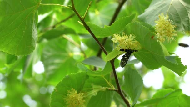 Kleine Linde Bloemen Lichte Bries Tilia Cordata — Stockvideo