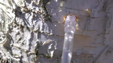 İlkbaharda Gümüş Huş ağacından özsuyu toplamak (Betula pendula)