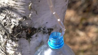 İlkbaharda Gümüş Huş ağacından özsuyu toplamak (Betula pendula)