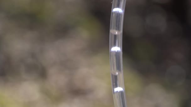 Collecte Sève Bouleau Argenté Printemps Betula Pendula — Video