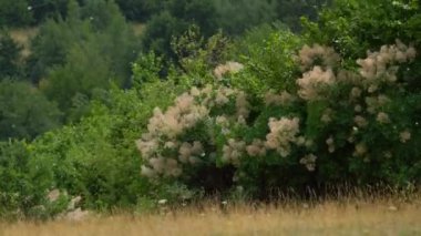 Güçlü rüzgarda çiçek açan Duman Ağacı (Cotinus Coggygria)