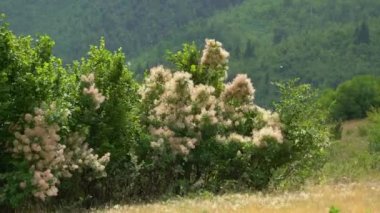 Güçlü rüzgarda çiçek açan Duman Ağacı (Cotinus Coggygria)
