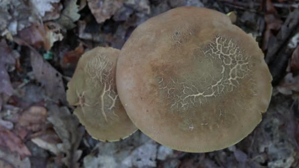 在自然环境中的潘妮 波西尼蘑菇 Boletus Naquis — 图库视频影像