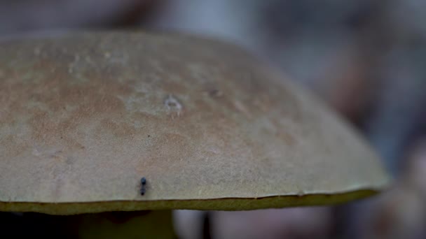 Penny Bun Cep Porcini Paddestoel Natuurlijke Omgeving Boletus Edulis — Stockvideo