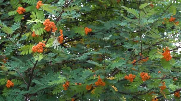 Mogna Rowanfrukter Naturlig Miljö Sorbus Aucuparia — Stockvideo