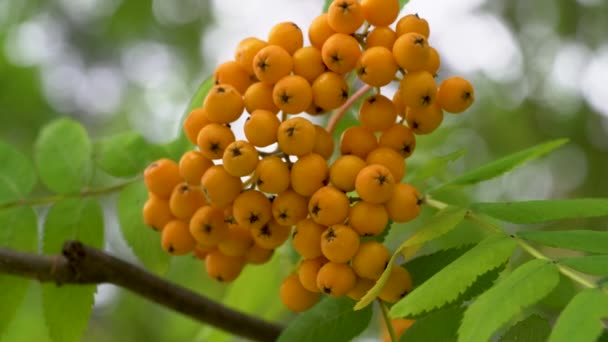 在自然环境中成熟的罗文水果 Sorbus Aucuparia — 图库视频影像