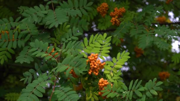 Mogna Rowanfrukter Naturlig Miljö Sorbus Aucuparia — Stockvideo