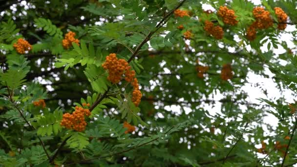 Ripening Rowan Fruits Natural Ambient Sorbus Aucuparia — Stock Video