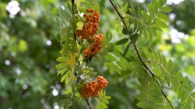 Doğal ortamda olgunlaşan Rowan meyveleri (Sorbus Aucuparia)