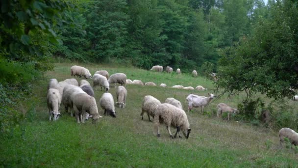 Schafe Weiden Gras Natürlicher Umgebung — Stockvideo