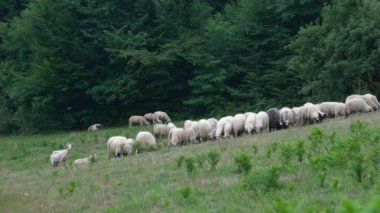 Koyun doğal ortamda otlar.