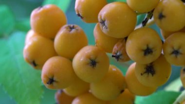 Doğal ortamda olgunlaşan Rowan meyveleri (Sorbus Aucuparia)