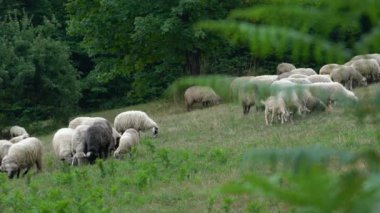 Koyun doğal ortamda otlar.
