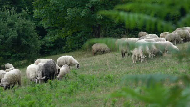 Sheep Graze Grass Natural Environment — Stock Video