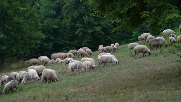 Schafe Weiden Gras Natürlicher Umgebung — Stockvideo