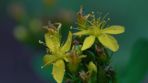 Hierba San Juan Ligera Brisa Hypericum Perforatum — Vídeos de Stock