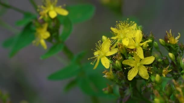 Hierba San Juan Ligera Brisa Hypericum Perforatum — Vídeos de Stock