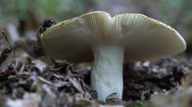 Doğal ortamda yaygın sarı Russula (Russula ochroleuca)
