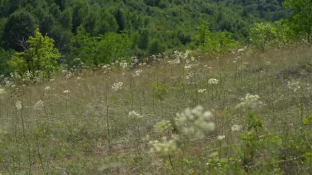 Vento Nas Flores Salsa Vaca Anthriscus Sylvestris — Vídeo de Stock