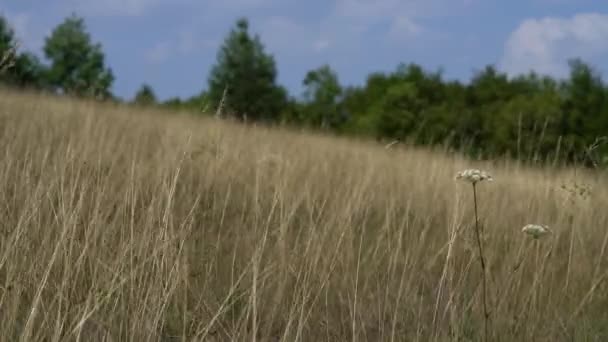 草中的风与花牛香菜 Anthriscus Sylvestris — 图库视频影像