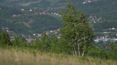 Rüzgarda huş ağacı, dağ manzarası