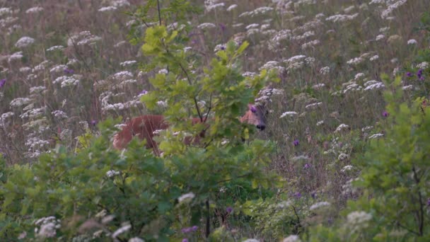 Roe Deer Natural Environment Capreolus Capreolus — Stock Video