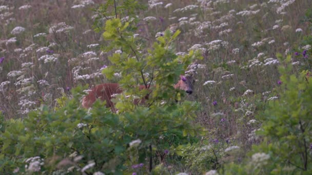 Roe Deer Natuurlijke Omgeving Capreolus Capreolus — Stockvideo