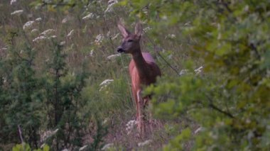 Doğal ortamda Roe Geyiği (Capreolus capreolus)