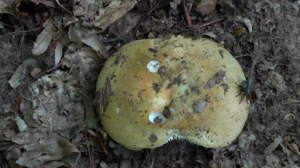 Gyakori Sárga Oroszlán Természetes Környezetben Russula Ochroleuca — Stock videók