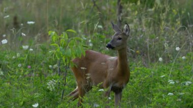 Doğal ortamda Roe Geyiği (Capreolus capreolus)