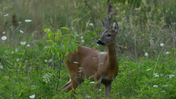 Roe Deer Natuurlijke Omgeving Capreolus Capreolus — Stockvideo