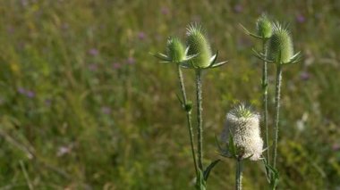 Hafif esintide Cutleaf Teasel (Dipsacus laciniatus)