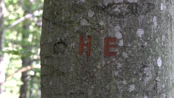 Χαραγμένη Καρδιά Αρχικά Στο Φλοιό Του Δέντρου — Αρχείο Βίντεο
