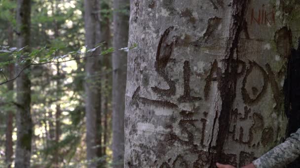 Segni Incisi Sulla Corteccia Dell Albero — Video Stock