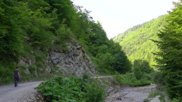 Hombre Recorre Camino Del Bosque Junto Árbol Solitario Roca — Vídeo de stock